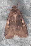 Xestia c-nigrum