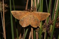 Angerona prunaria