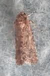 Spodoptera exigua
