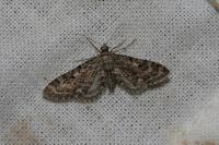 Eupithecia nanata