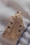 Eugnorisma glareosa