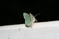 Hemithea aestivaria