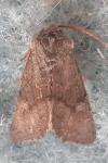 Aporophyla lueneburgensis
