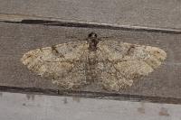 Peribatodes rhomboidaria rhomboidaria