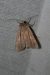 Mythimna impura