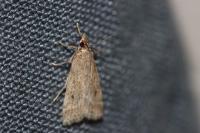 Eudonia pallida