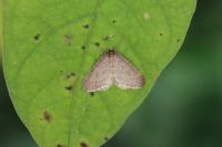 Operophtera brumata