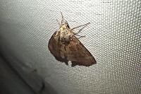 Cymatophorina diluta