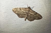 Peribatodes rhomboidaria rhomboidaria