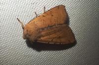 Agrochola lychnidis