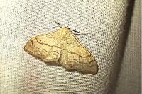 Idaea aversata