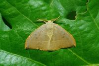 Watsonalla uncinula