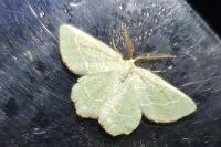 Thalera fimbrialis