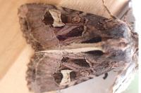 Trigonophora flammea