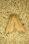 Mythimna unipuncta