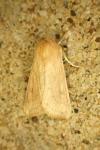 Mythimna vitellina