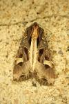 Trigonophora flammea