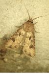 Agrotis segetum