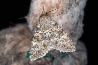 Polymixis flavicincta flavicincta