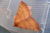 Colotois pennaria