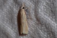 Agriphila straminella