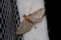 Idaea filicata