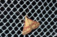 Pyrausta sanguinalis