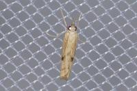 Agriphila inquinatella