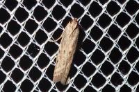 Phycitodes