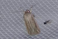Mythimna riparia