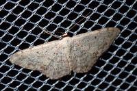 Scopula marginepunctata