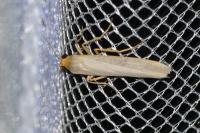 Eilema caniola