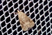 Hellula undalis
