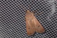 Agrotis trux