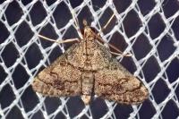 Metasia cuencalis bourgognei