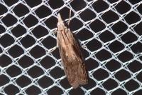 Epischnia illotella