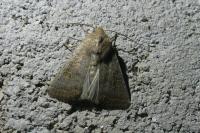 Hoplodrina ambigua