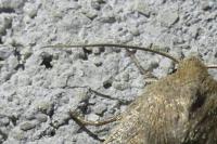 Hoplodrina ambigua