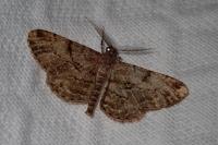 Peribatodes rhomboidaria rhomboidaria