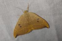Watsonalla binaria
