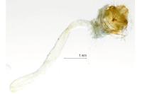 Watsonalla binaria