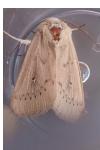 Mythimna sicula