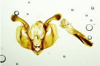 Mythimna sicula