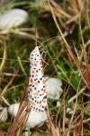Utetheisa pulchella