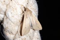 Mythimna unipuncta