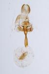 Xanthorhoe ferrugata
