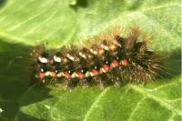 Acronicta rumicis