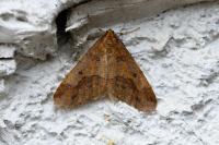 Erannis defoliaria