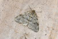 Epirrita