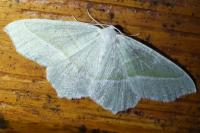Campaea margaritaria